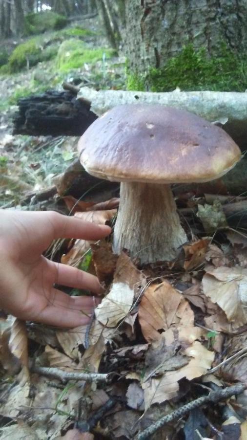 La Stella Delle Alpi Otel Vico Canavese Dış mekan fotoğraf